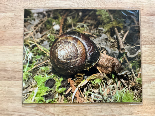 Snail Print