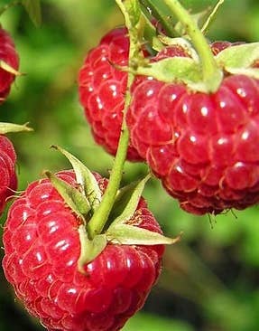 Simply Raspberry Jam