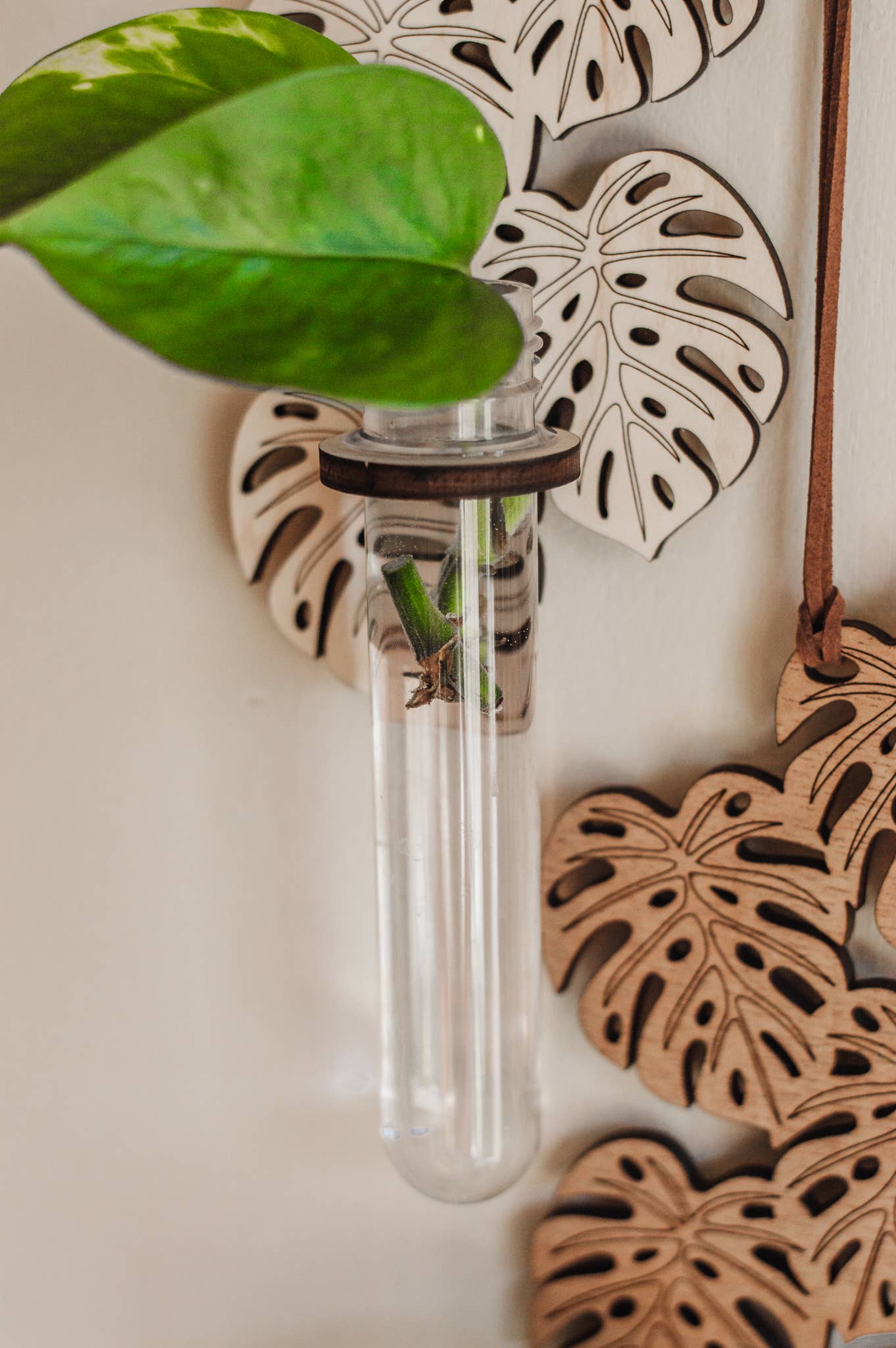 Monstera Hanging Propagation Station