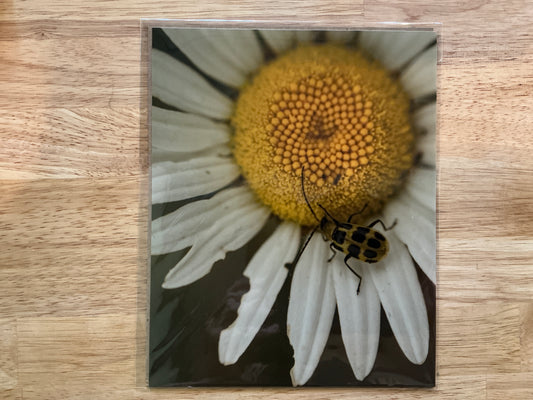 Beetle Print