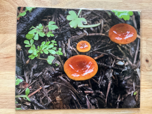 Orange Mushrooms Print