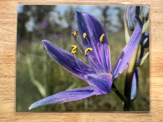Camas Lily Print
