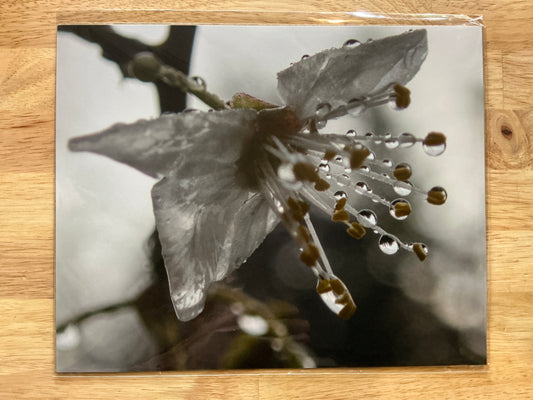Wet Flower Print