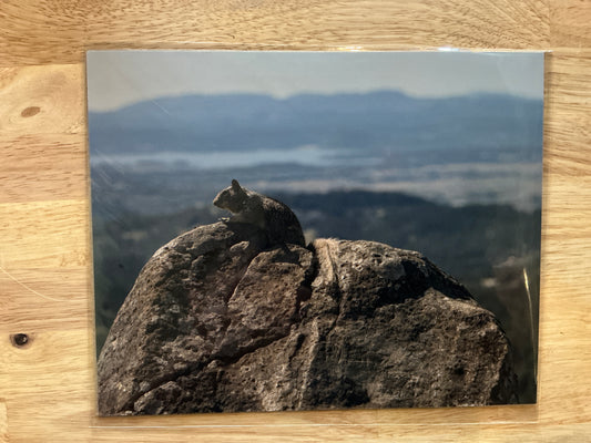Perching Squirrel Print