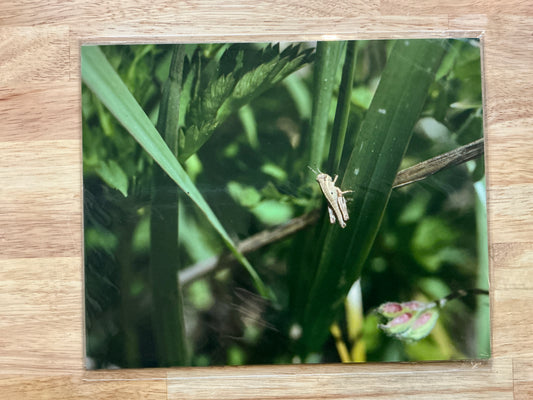 Grasshopper Print