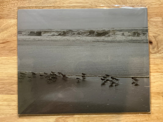 Plovers Print
