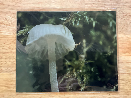 White Mushroom Print