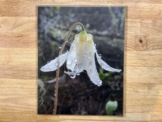 Fawn Lily Print