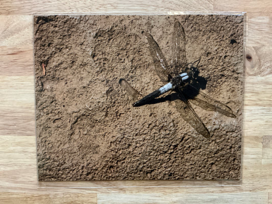 Dragonfly Print