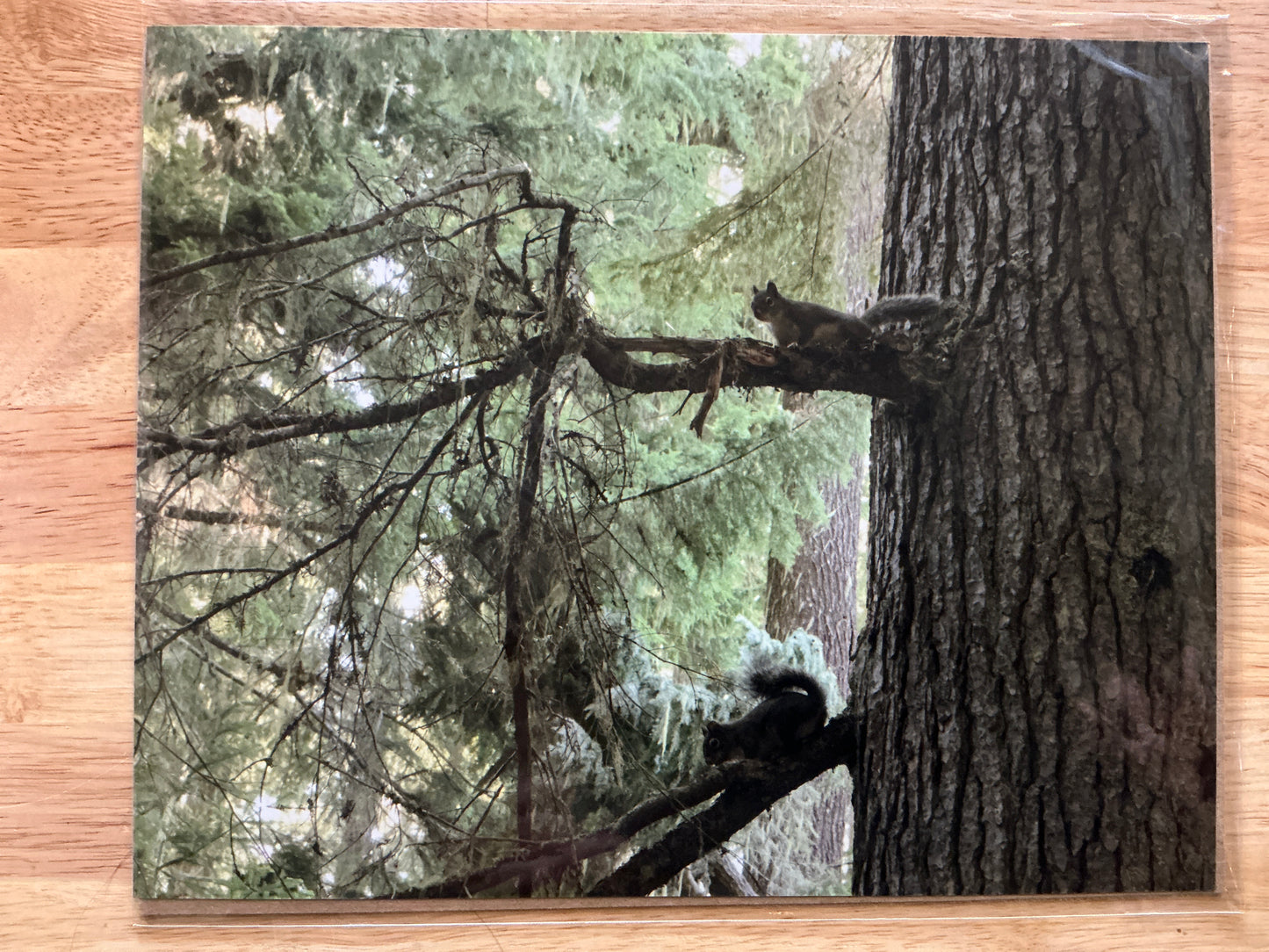 2 Squirrels Print