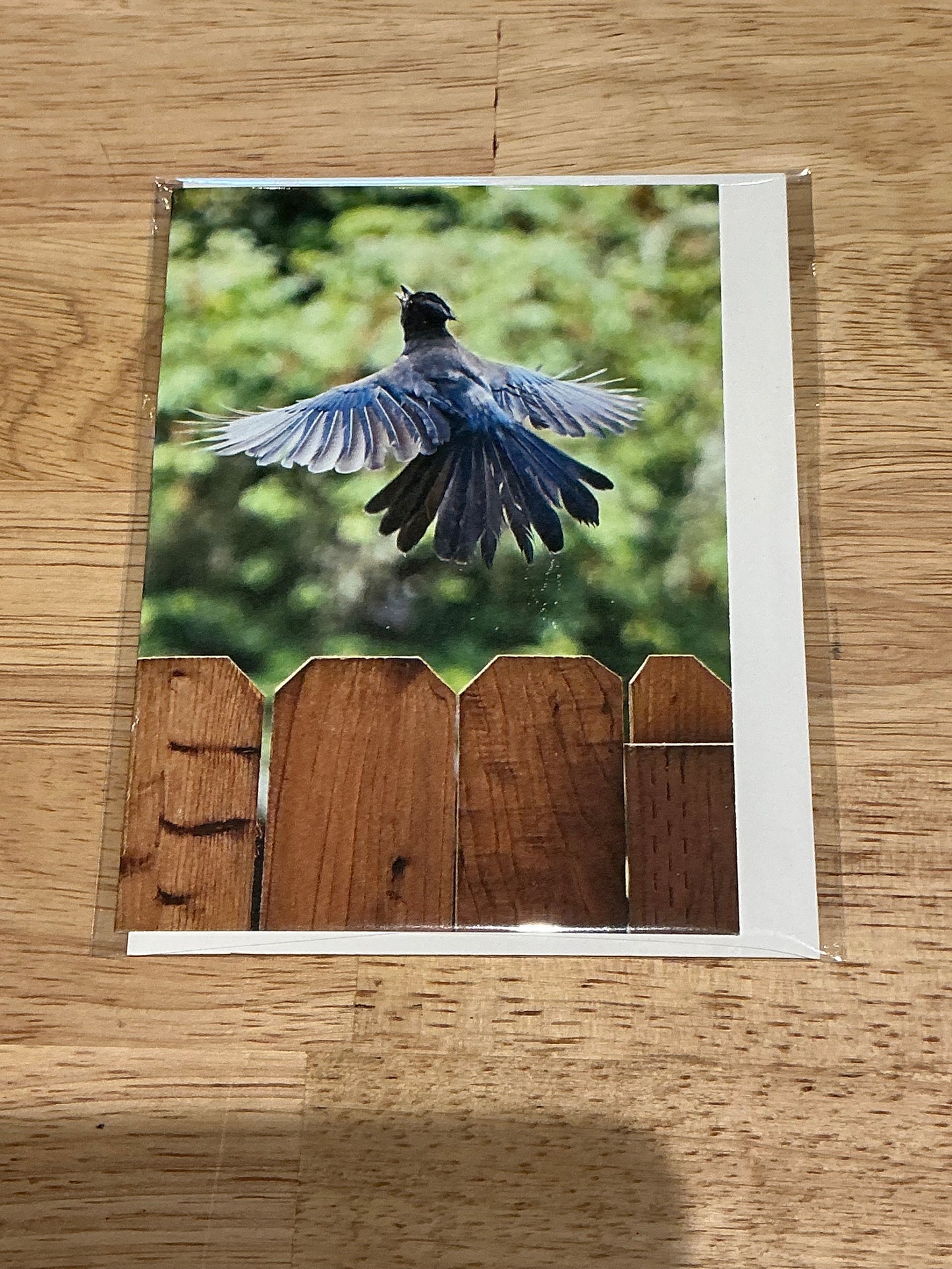 Stellar’s Jay Birthday Card