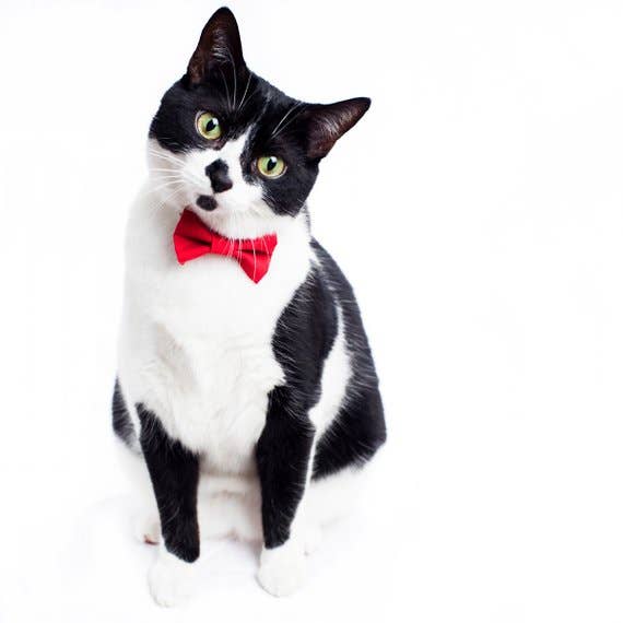 Pet Products