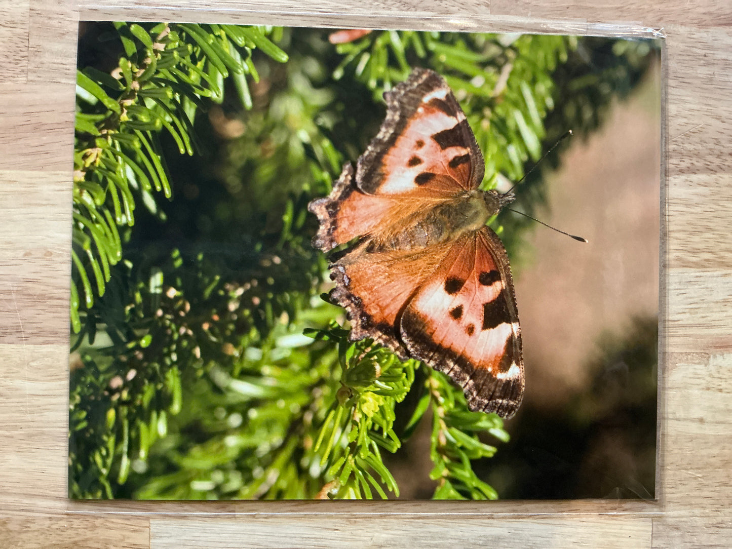 Butterfly Print
