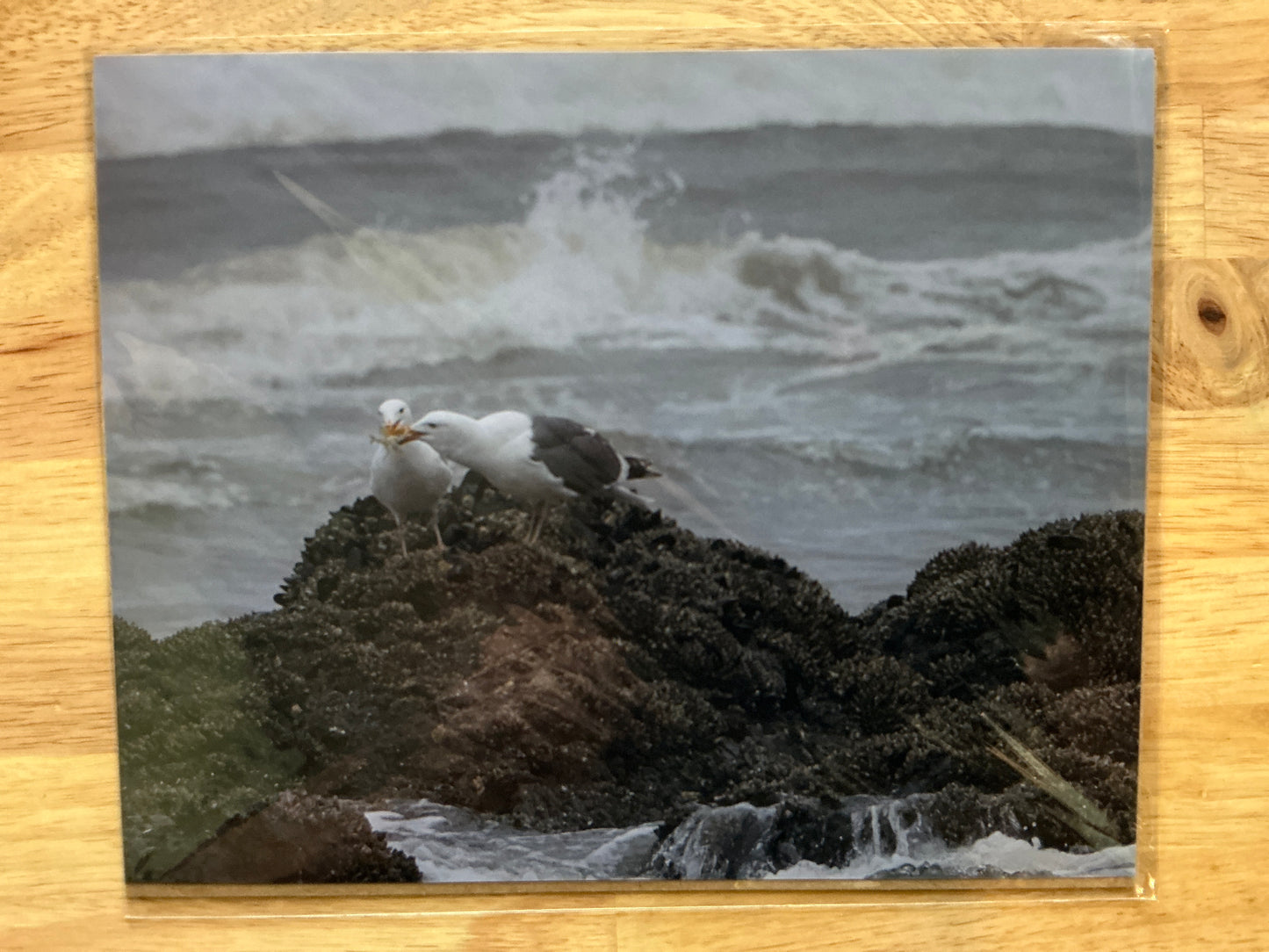 Seagulls Print