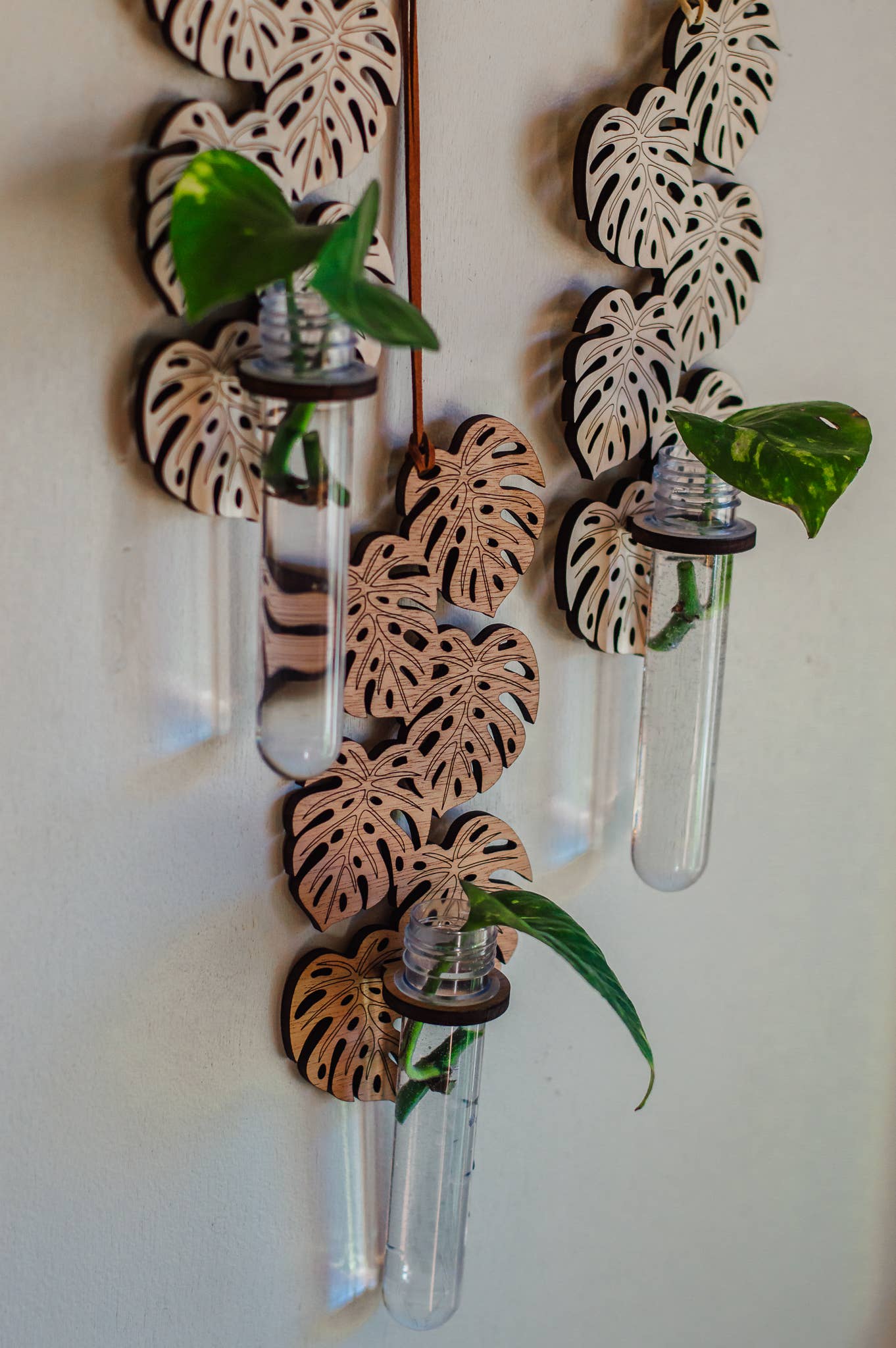 Monstera Hanging Propagation Station