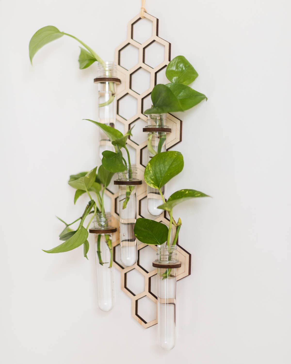 5 Tube Hanging Honeycomb Propagation Station