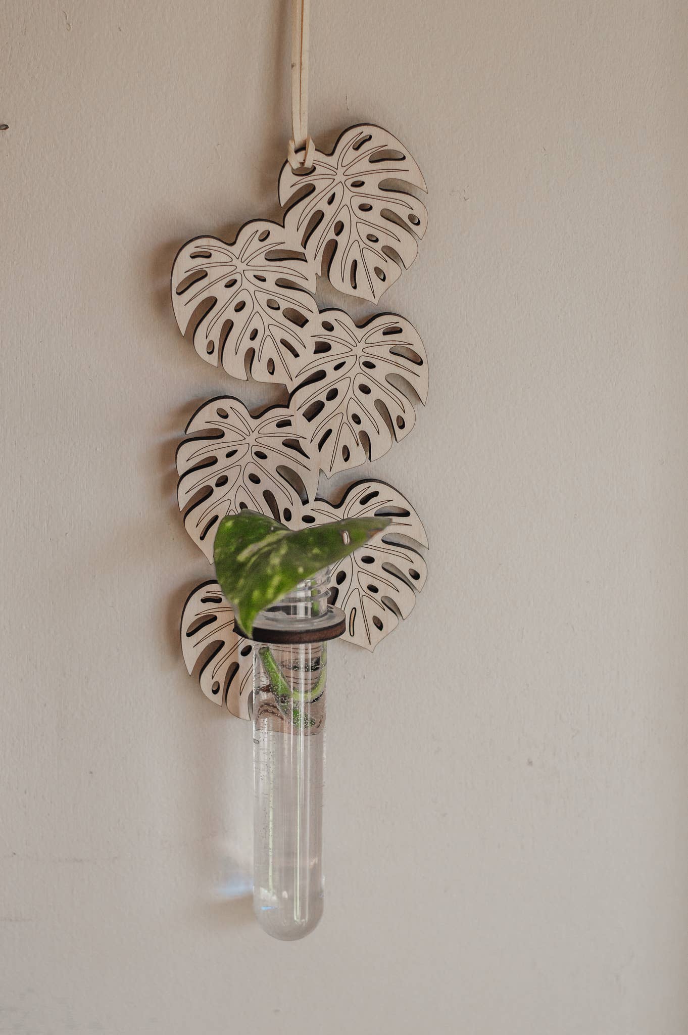 Monstera Hanging Propagation Station