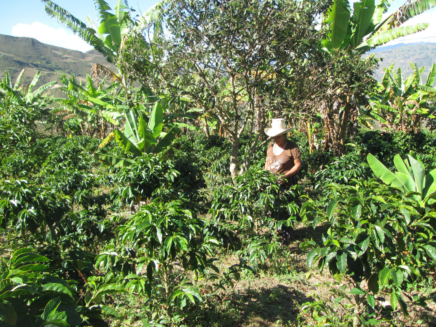 Andino Peruvian Coffee - Whole Beans