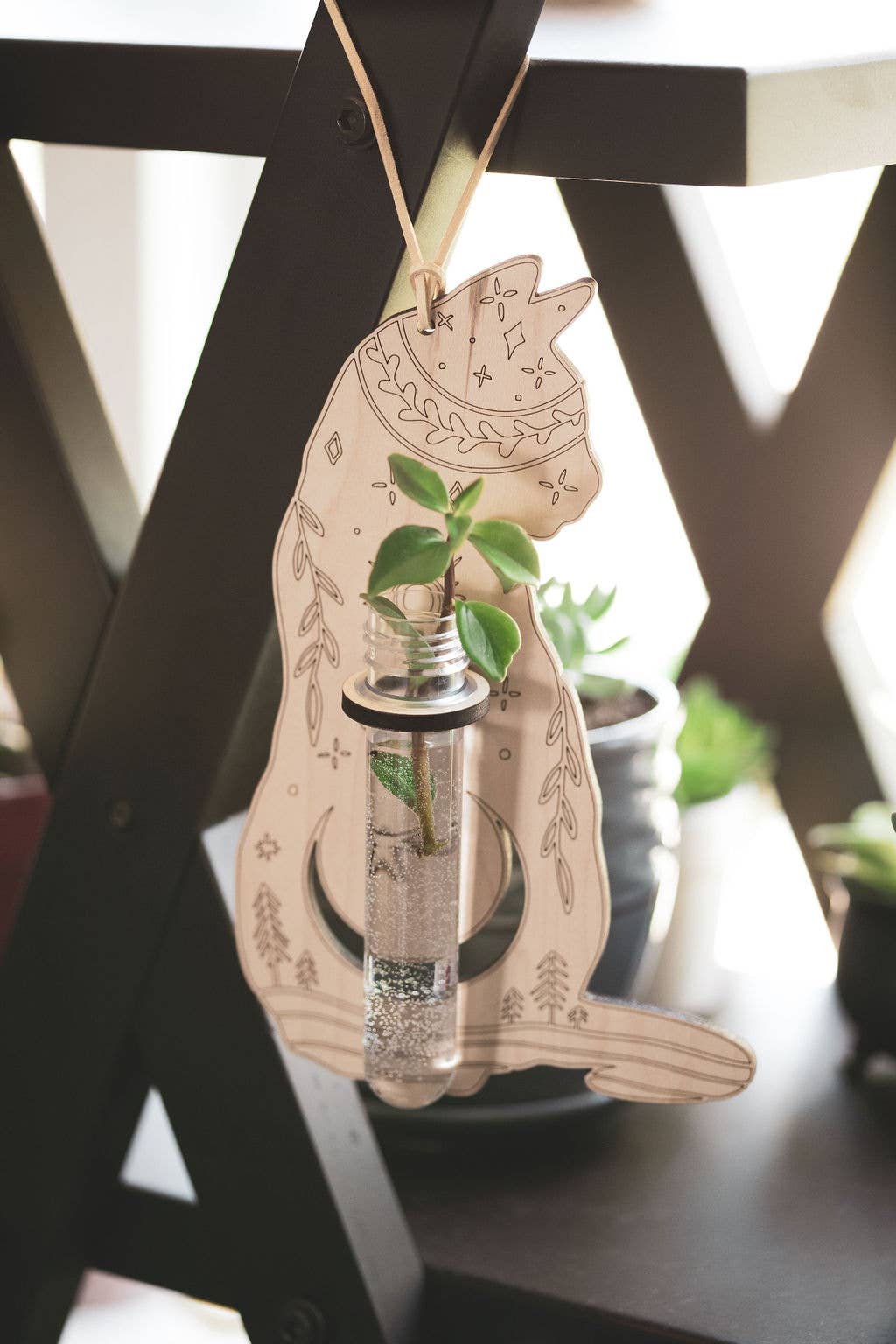 Cosmic Cat Wall Propagation Station