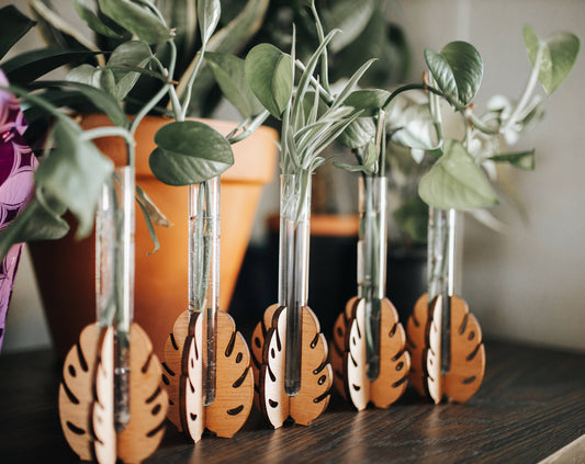 Monstera Tabletop Propagation Station