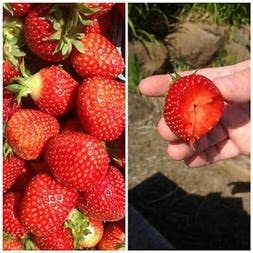 Simply Strawberry Jam