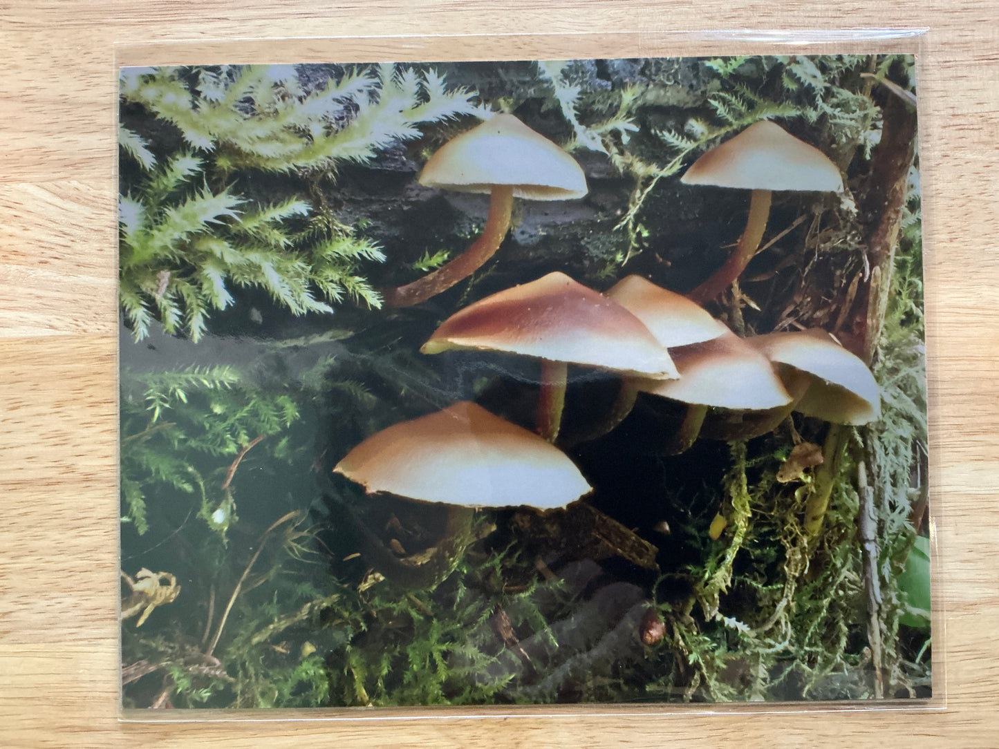 Mushrooms Print