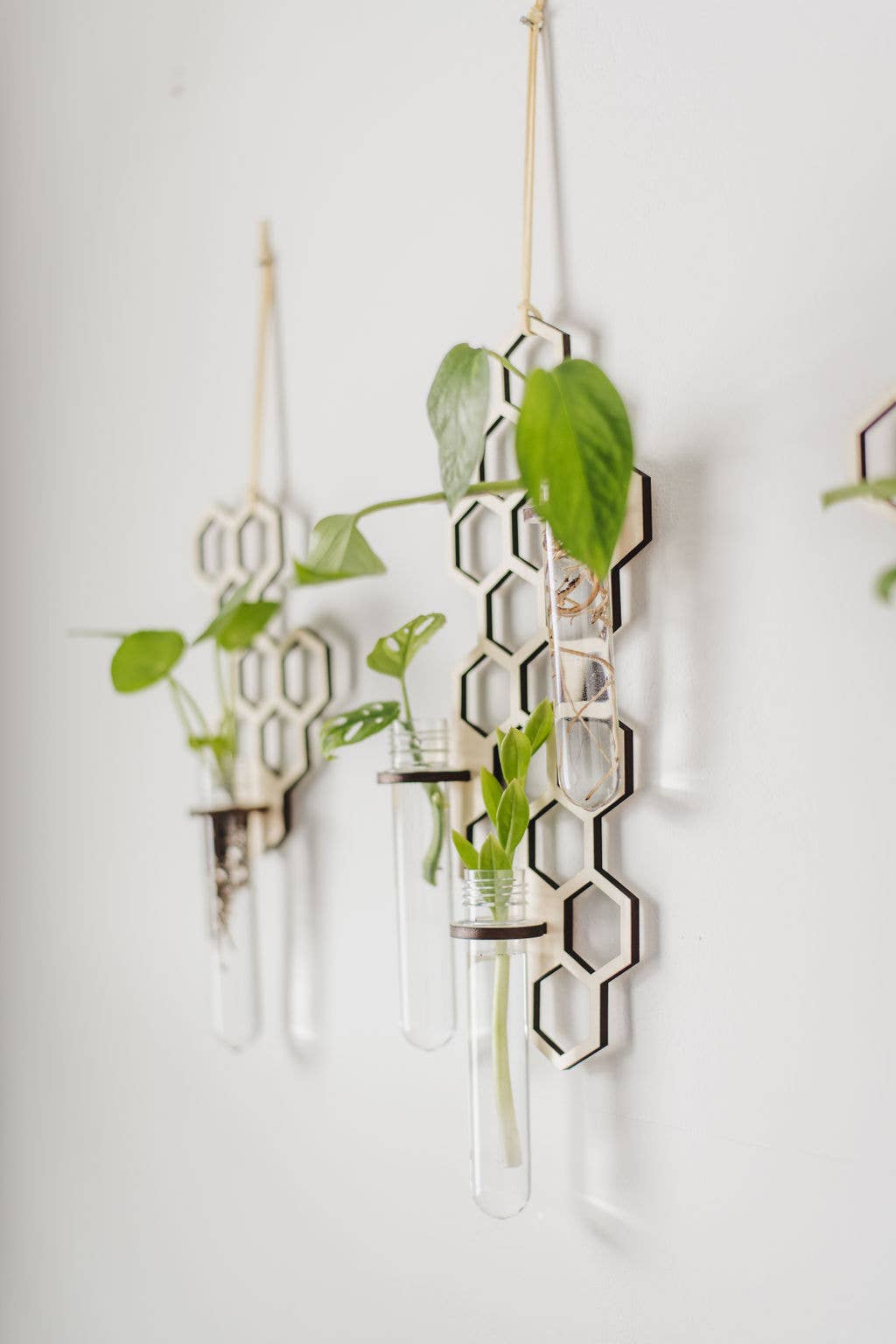 3 Tube Honeycomb Hanging Propagation Station: Dark Wood / Glass Tube