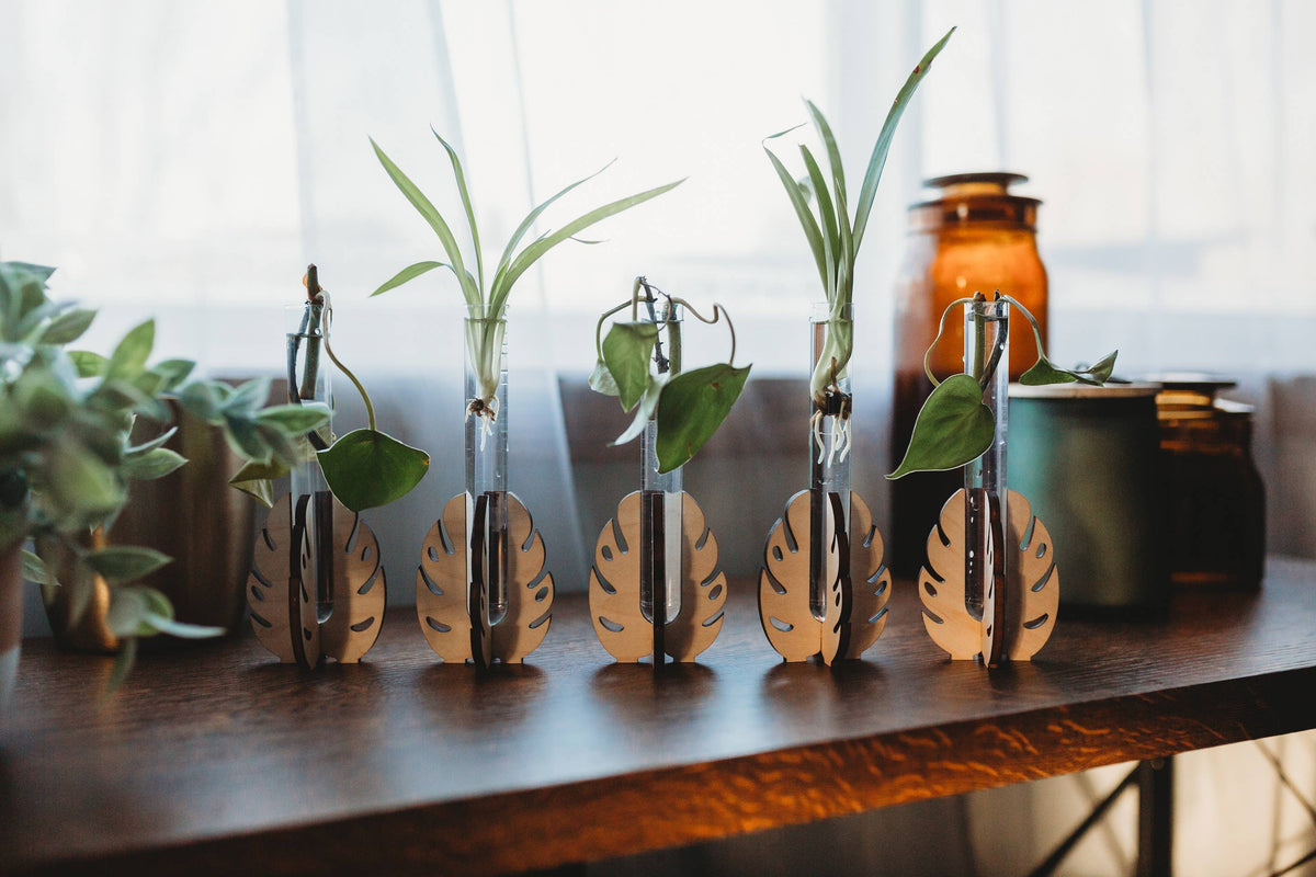 Monstera Tabletop Propagation Station