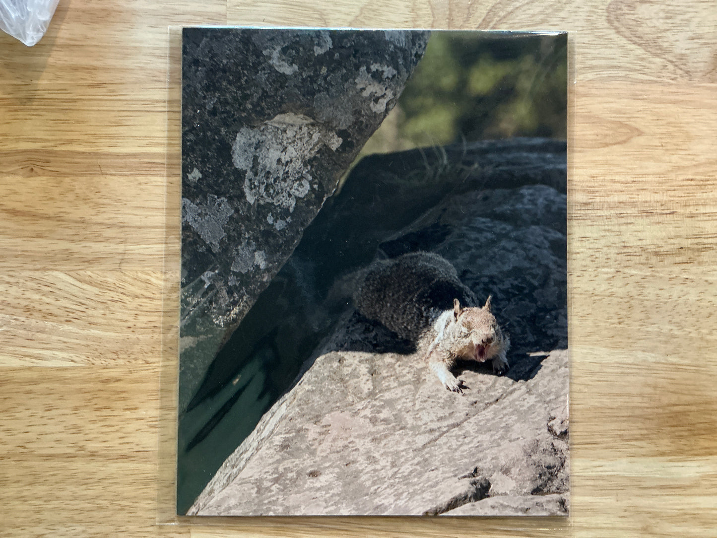 Yawning Squirrel Print