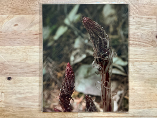Candystick Print