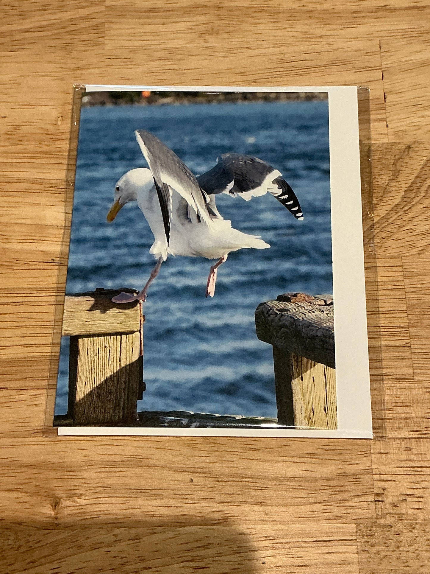 Gull Congratulations Card
