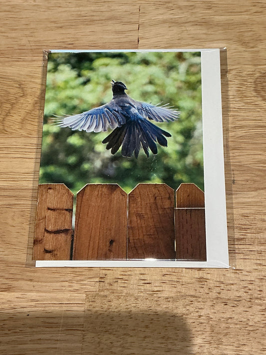Stellar’s Jay Birthday Card