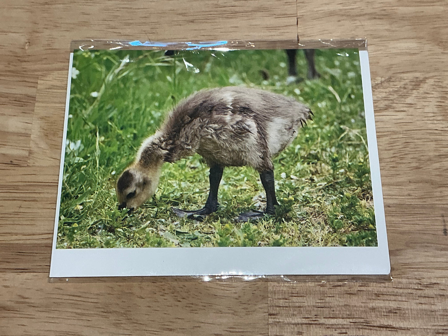 Gosling Greeting Card