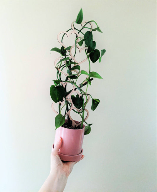 Hearts Plant Trellis