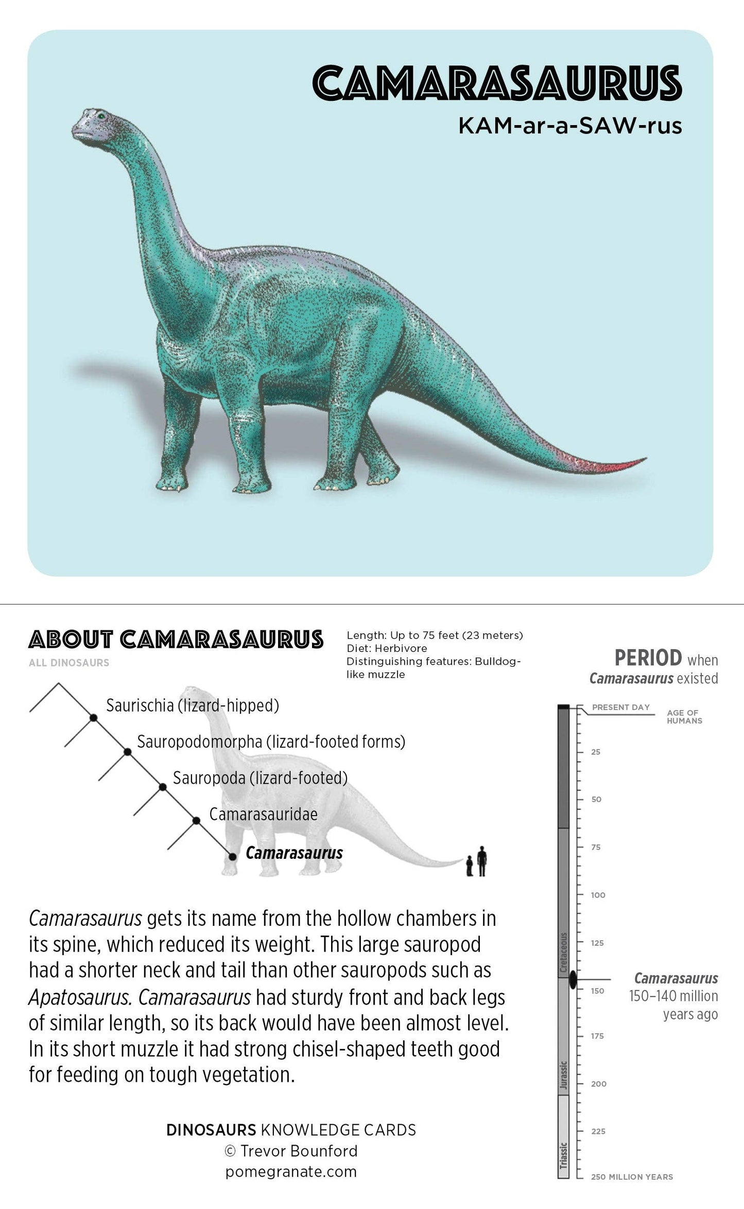 Dinosaurs Knowledge Cards