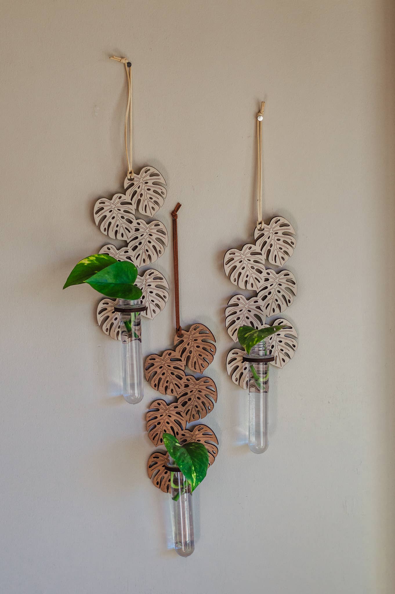 Monstera Hanging Propagation Station