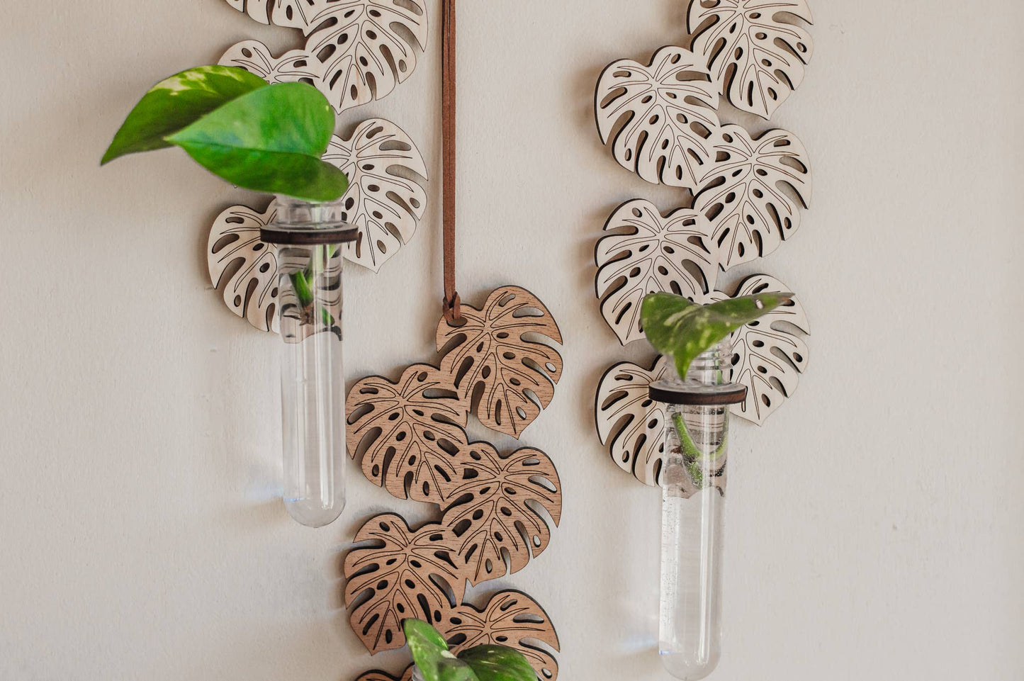 Monstera Hanging Propagation Station
