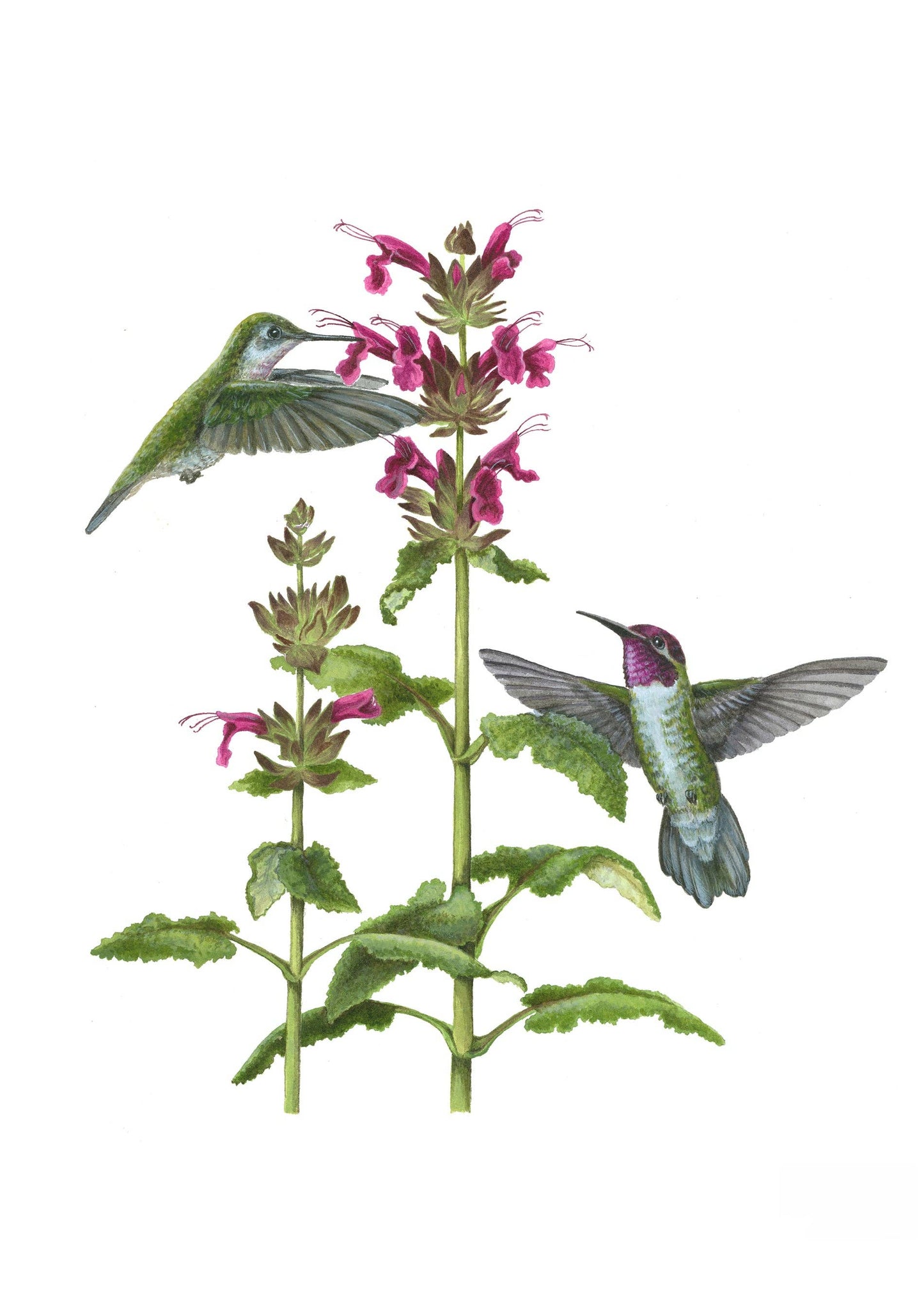 Pollinators Boxed Notecard Assortment